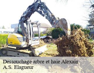 Dessouchage arbre et haie  alexain-53240 A.S. Elagueur