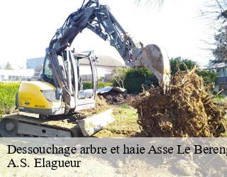 Dessouchage arbre et haie  asse-le-berenger-53600 A.S. Elagueur