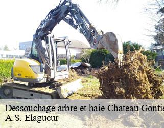 Dessouchage arbre et haie  chateau-gontier-53200 A.S. Elagueur