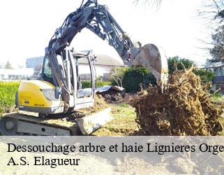 Dessouchage arbre et haie  lignieres-orgeres-53140 A.S. Elagueur