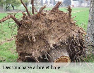 Dessouchage arbre et haie