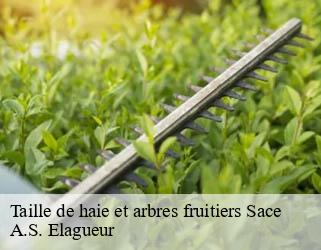 Taille de haie et arbres fruitiers  sace-53470 A.S. Elagueur