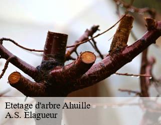 Etetage d'arbre  ahuille-53940 A.S. Elagueur