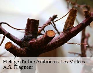 Etetage d'arbre  ambrieres-les-vallees-53300 A.S. Elagueur