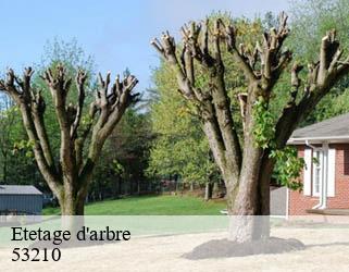 Etetage d'arbre  53210