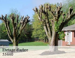 Etetage d'arbre  53440