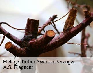 Etetage d'arbre  asse-le-berenger-53600 A.S. Elagueur