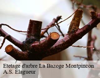 Etetage d'arbre  la-bazoge-montpincon-53440 A.S. Elagueur