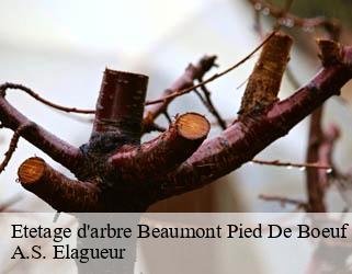 Etetage d'arbre  beaumont-pied-de-boeuf-53290 A.S. Elagueur