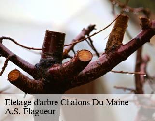 Etetage d'arbre  chalons-du-maine-53470 A.S. Elagueur