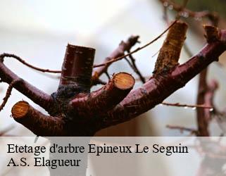 Etetage d'arbre  epineux-le-seguin-53340 A.S. Elagueur