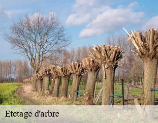 Etetage d'arbre