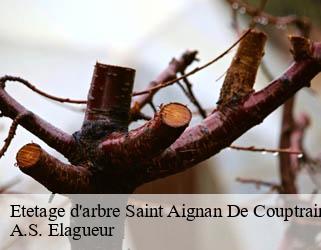 Etetage d'arbre  saint-aignan-de-couptrain-53250 A.S. Elagueur